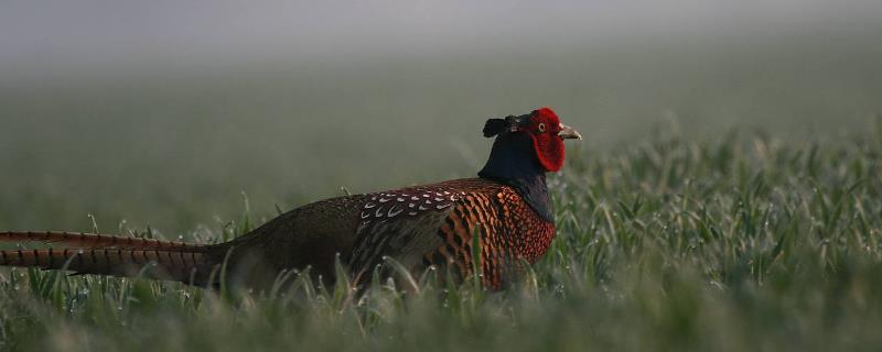 美国七彩山鸡驯养技术，附孵化方式 人工养殖七彩山鸡