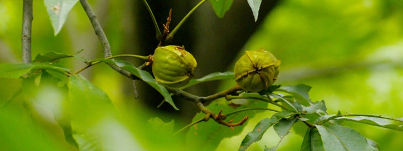 山核桃的种植方法，有哪些技术要点 核桃的种植方法与技术
