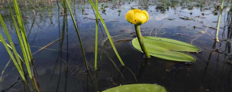 水莲的养殖方法，有哪些技术要点 水莲用什么样的土养