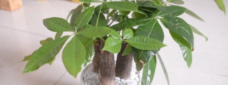 招财树怎么扦插，有哪些技术要点（招财树的扦插方法和注意事项）