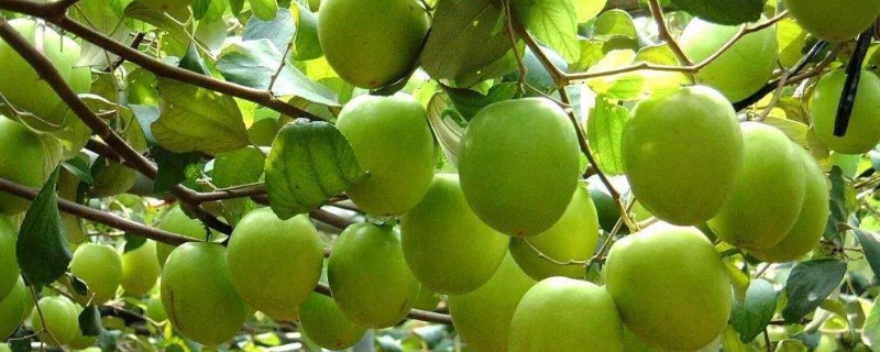 青枣该如何种植，有什么管理技巧 青枣在什么条件才能种植
