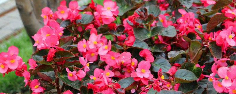 养殖玻璃翠的方法,是否有毒,是否可以放卧室