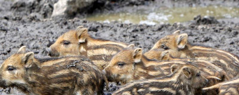 纯种野猪苗多少钱一头,如何养殖