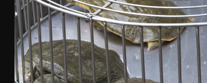 甲鱼怎么繁殖，人工养殖技术有哪些（甲鱼繁殖方式）