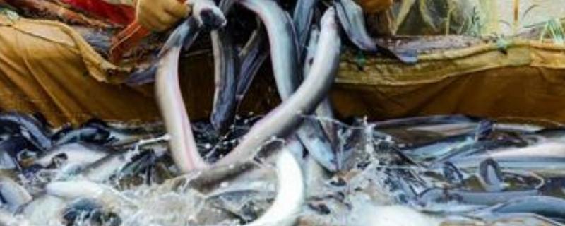 鳗鱼养殖技术，附病害防治 鳗鱼人工养殖技术