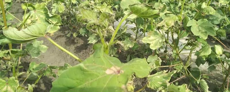 农作物受药害怎么处理，药害症状有哪些