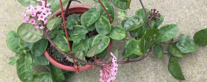 用什么土养球兰,附球兰的养护方法 怎样养护球兰