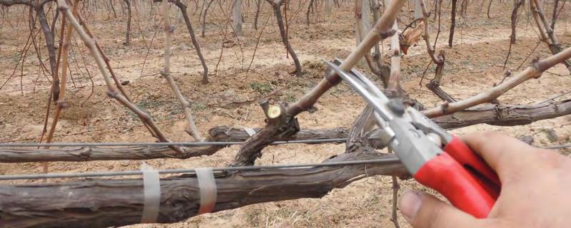 家葡萄怎么修剪，有哪些要点（家种葡萄怎么修剪）