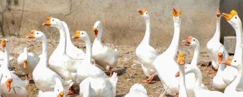 早春养鹅的注意事项，详细介绍（养鹅主要注意哪些事项）