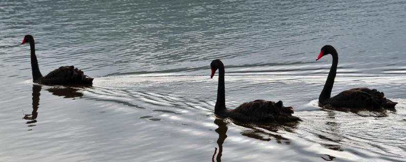 黑天鹅养殖技术，如何配对（黑天鹅养殖方法和注意事项）