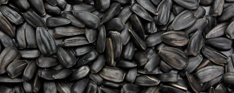 葵花籽的种植条件是什么,经济价值又是什么