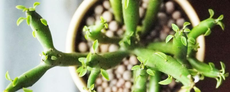 如何养殖多肉光棍树,掌握好这六个方面