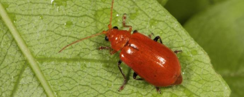 用什么农药治黄守瓜,附黄守瓜防治方法