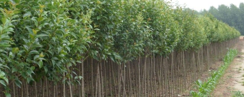 大叶女贞树苗的价格大概多少,有哪些种植方法