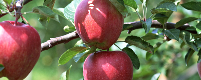 南阳适合种的水果有哪些,南阳的种植条件怎么样