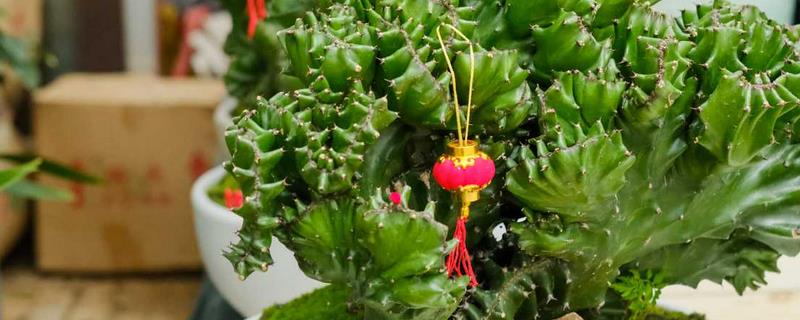 麒麟掌的养殖方法,麒麟掌原产地在哪里