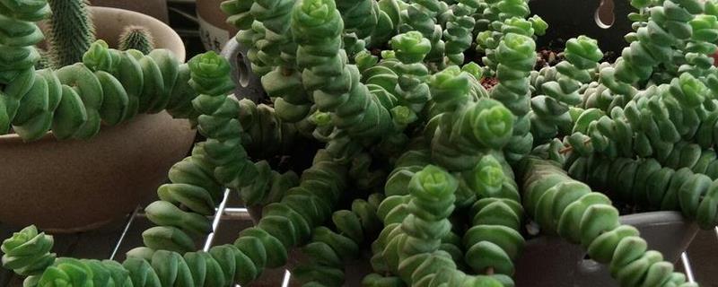 钱串串的养殖方法，有哪些要点 钱串多肉养殖方法和注意事项