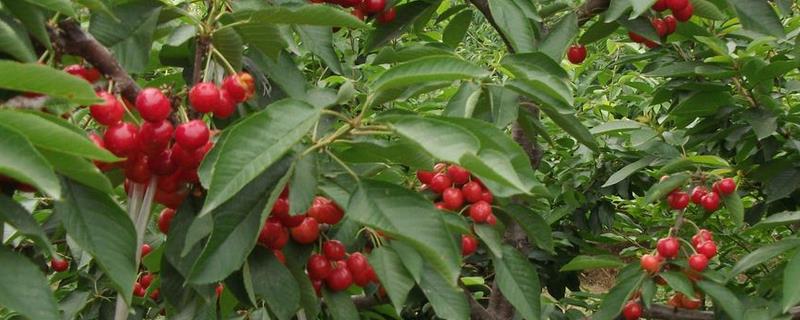 樱桃籽的种植方法，附樱桃生长习性 樱桃籽怎样种植