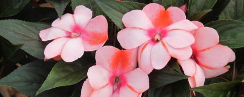 凤仙花种子传播的方式,种植时有哪些方法要点