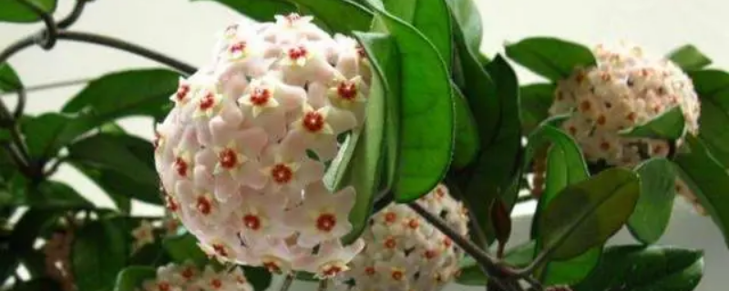 怎么种球兰,放在哪里养比较好(种植球兰用什么土养好)