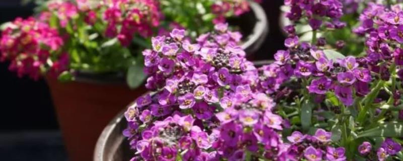 香雪球的播种时间，怎么种植 香雪球种子的种植方法开花几个月