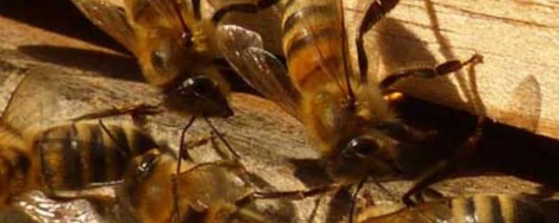 意蜂一脾速繁法及注意事项（意蜂一个月能繁几脾蜂）