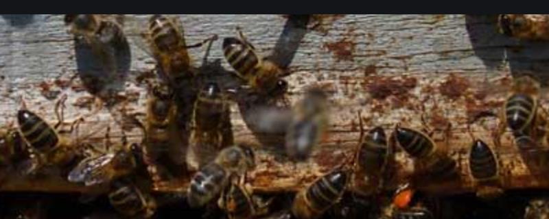 意蜂定地饲养技术及注意事项（意蜂能不能定地饲养）