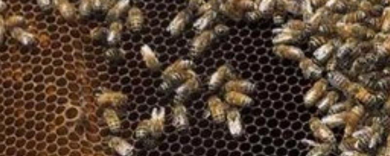 意蜂最科学的春繁技术，附注意事项（意蜂最科学的春繁豆丁网）