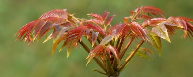 红油香椿的种植方法，附日常管理要点