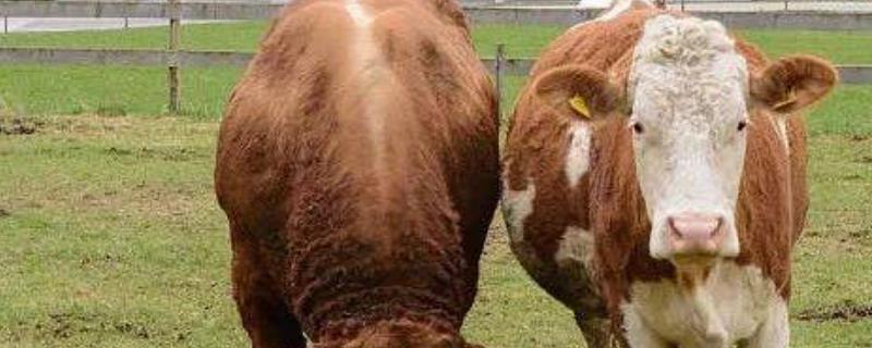 肉牛有什么品种 最好的肉牛品种是什么品种
