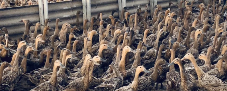 青年蛋鸭的圈养技术，附详细介绍（青年蛋鸭养殖技术）