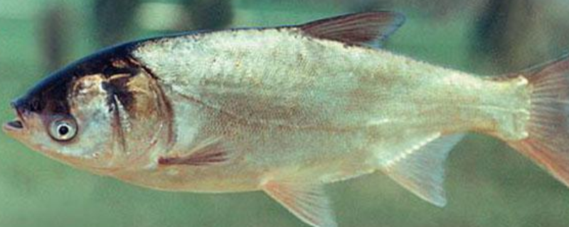 鲢鱼是如何繁殖的，附鲢鱼病害防治 鲢鱼病虫害防治技术
