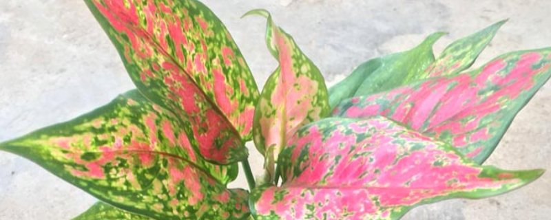 彩叶万年青的种植方法,有哪些注意事项