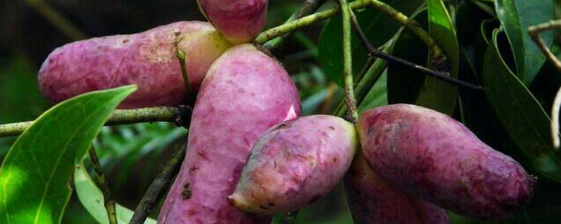 八月炸怎么种植，有哪些要点（八月炸种植基地）