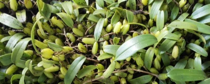 石橄榄的种植方法，田间管理要点有哪些