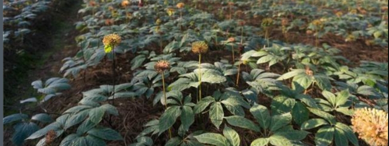 田七怎么种植,有哪些技术要点 田七的种植方法介绍