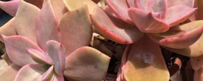 怎么养殖初恋多肉，有哪些要点 初恋多肉用什么盆