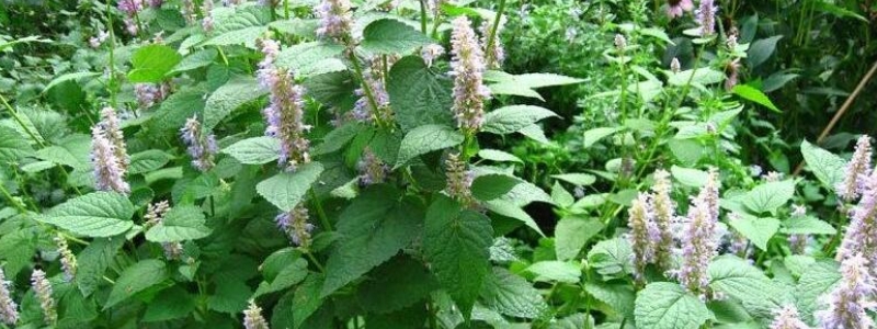 藿香的播种时间，附藿香的种植方法（藿香种子种植季节）