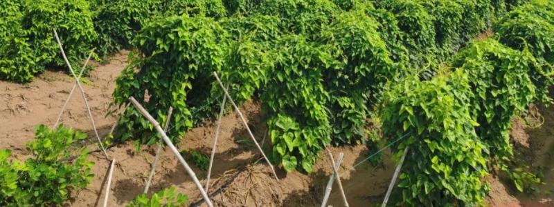 铁棍山药种植方法，有哪些技术要点（怎样种植铁棍山药及全部知识）