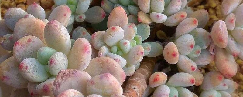 多肉劳尔的养殖方法，有哪些要点 多肉劳尔好养活吗