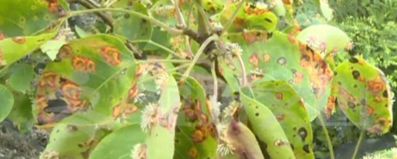 梨锈病的发病症状，附其防治方法（梨锈病最好防治方法）