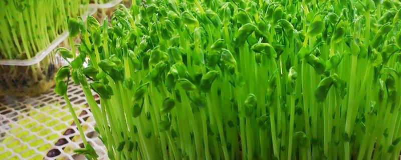 怎样种植豌豆苗，附其营养价值 豌豆苗的种植技术