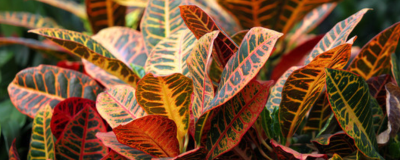 变色木该如何养殖，有哪些注意事项（变色木好养活吗）