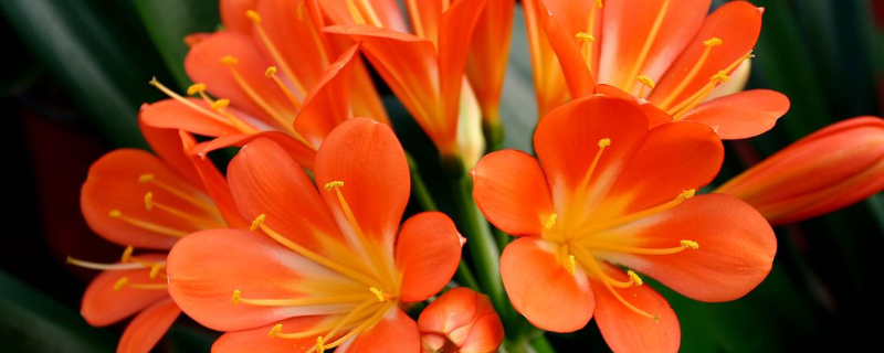 君子兰夏季该怎么养殖，有哪些注意事项