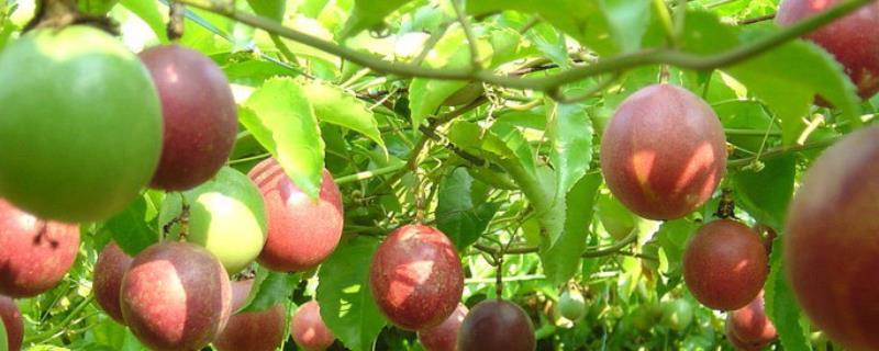 怎么种植鸡蛋果树，鸡蛋果树为什么不开花