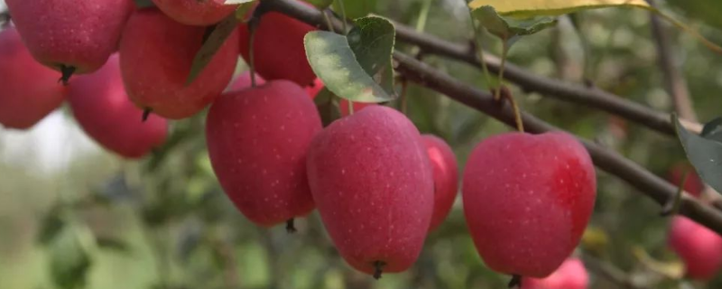 鸡心果怎么修剪，与苹果有什么不同 鸡心果与苹果的区别