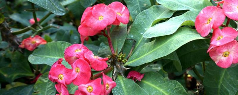 刺梅的养殖方法，刺梅多久修剪一次（刺梅需要修剪吗）