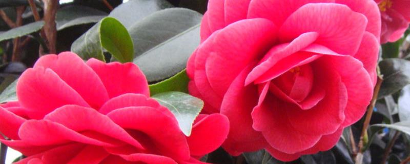 茶花怎么种植，附茶花养护方法（茶花的养殖方法和注意事项）