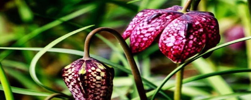 贝母是什么（贝母是什么材质）