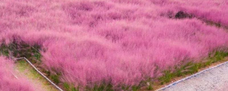 带你了解粉黛花海，附其种植方法（粉黛太阳花种植方法）